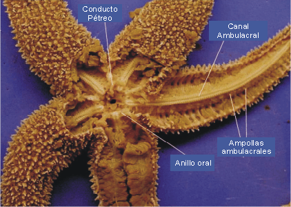 Anatomía interna de una estrella de mar