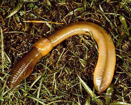 La lombriz de tierra posee un sistema nervioso ventral ganglionar