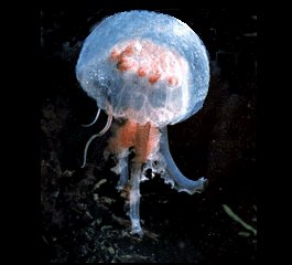 Pelagia noctiluca