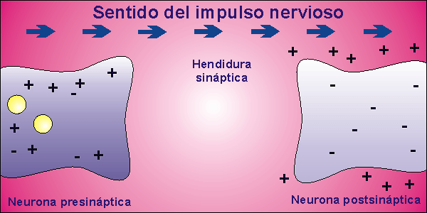 Transmisión del impulso nervioso