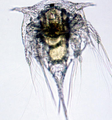 Larva nauplius de crustáceos