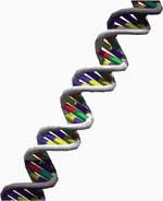 Estructura del ADN
