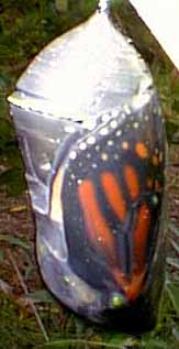 Pupa o capullo en donde se encuentra la oruga que se está transformando en mariposa