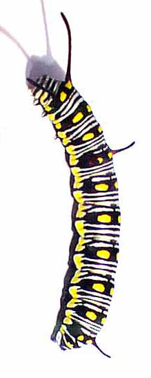 Oruga que origina la mariposa de la imagen inferior