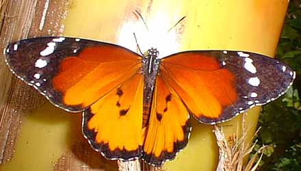 Adulto que ha surgido de la pupa de la imagen superior