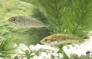 La fecundación externa se produce habitualmente en el agua.