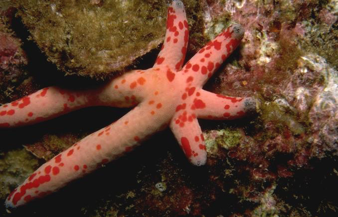 Esta estrella ha perdido parte de dos brazos