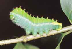 Oruga de mariposa. Sufrirá un desarrollo indirecto y complejo, ya que forma capullo.