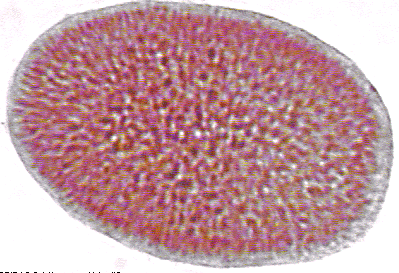 Larva plánula de esponjas