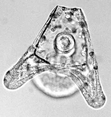 Larva pluteus de equinodermos
