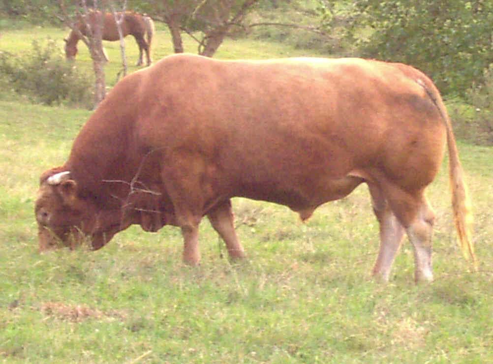 Toro semental. Imagen: De Mier y Leva.