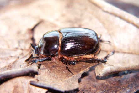 Los insectos respiran por tráqueas.