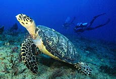 Tortuga carey