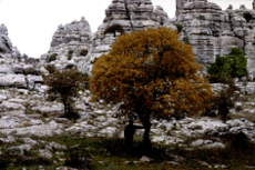 Rocas sedimentarias (calizas)