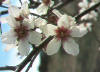 El almendro es una planta Coripétala, de la familia Rosaceae