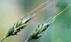 Avena sativa es una Glumiflora de la familia de las Gramíneas
