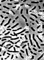 Chlorobium es una bacteria que realiza la fotosíntesis.