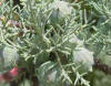 Cupressus arizonica es una conífera de la familia de las Cupressaceas. Se observan los estróbilos, sin forma de piña.