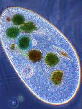 Paramecium