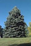 Picea. Es una conífera que pertenece a la familia Pinaceae.