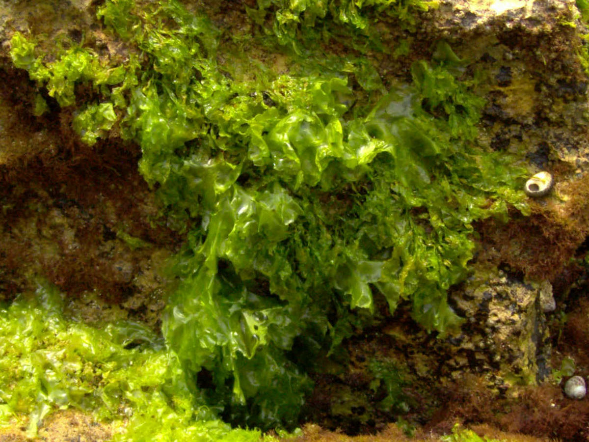 Alga verde. Imagen: De Mier y Leva.