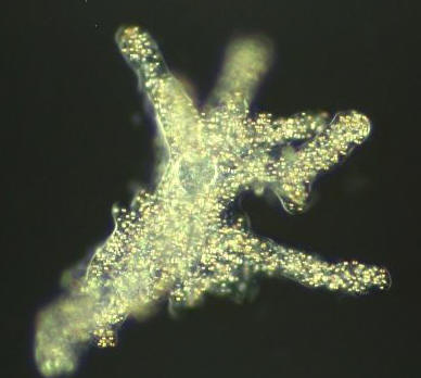 Amoeba proteus