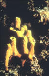 Aplysina aerophoba
