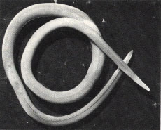 Los Áscaris son gusanos cilíndricos que pueden parasitar a gran cantidad de vertebrados
