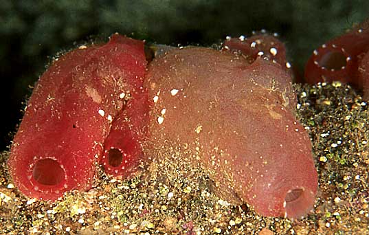 Ascidia mentula es un urocordado.