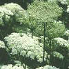 Daucus carota, la zanahoria es una planta Coripétala, umbelifloral, de la familia Umbelíferae