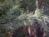 Cedrus deodara, es el cedro. Es una conífera que pertenece a la familia Pinaceae.