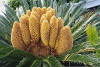 Cycas revoluta es una Cicadina que pertenece a la familia Cycadaceae. Es de las especies actuales más primitivas.
