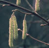 Corylus avellana, es el avellano. Planta Coripétala del orden Fagales, de la familia Betulaceae.