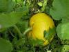 La calabaza es una planta Simpétala, de la familia cucurbitaceae