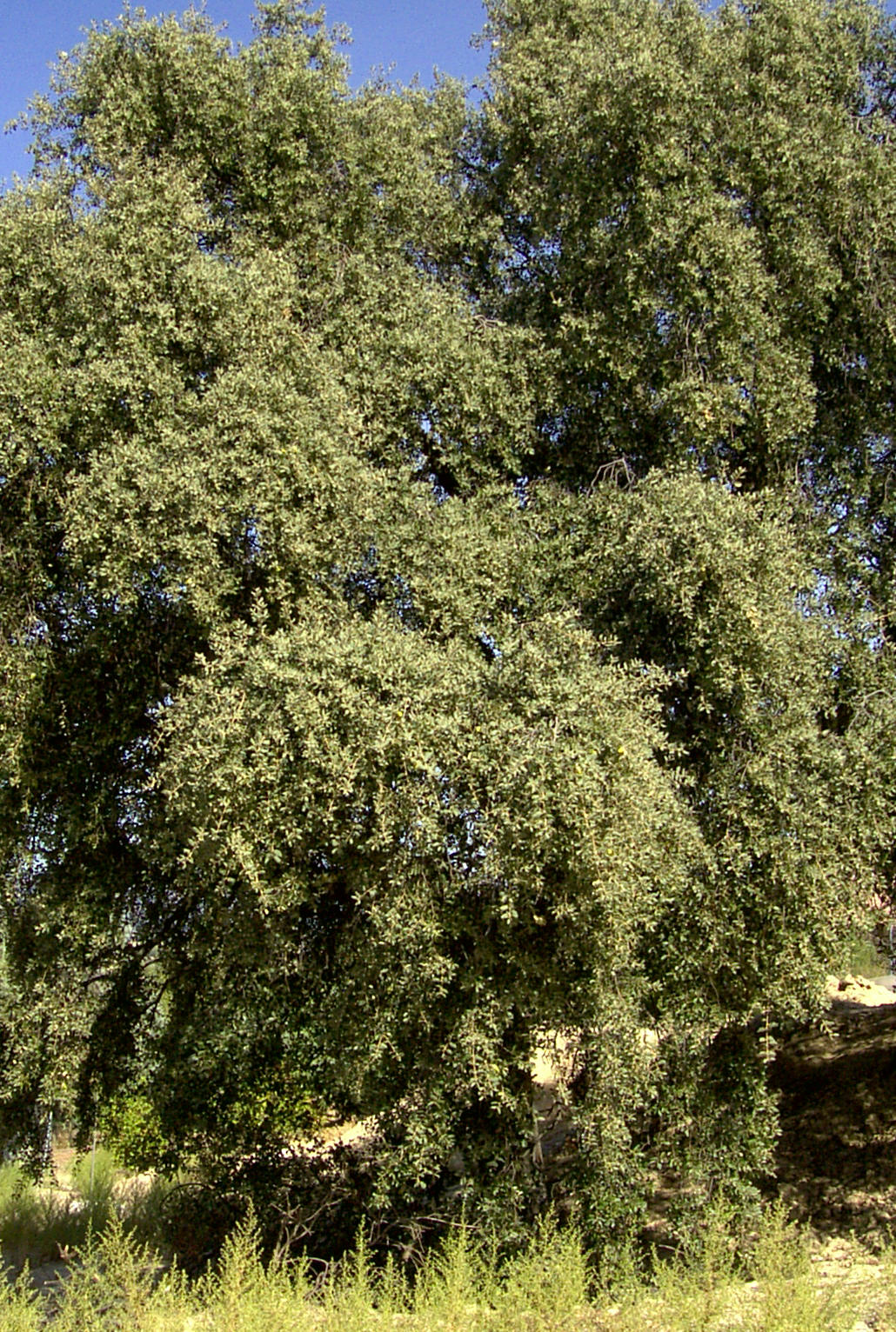 Encina. Imagen: De Mier y Leva.