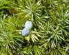 Juniperus communis, es el enebro. De sus estróbilos azules se extrae la ginebra. Es una conífera de la familia Cupresaceae.