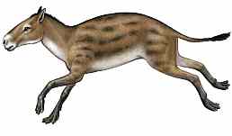 Eohippus, fósil, antecesor del actual caballo