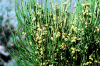 Ephedra viridis es una Gnetina de la familia Ephedraceae. Tiene porte herbáceo.