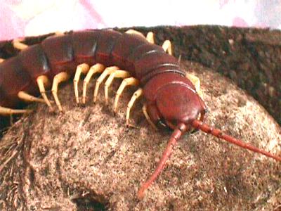 escolopendra.jpg