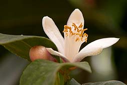 Flor del limonero