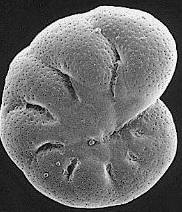 Tectum de foraminífero, del Reino Protoctistas