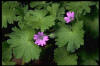 El geranio es una planta Coripétala de la familia Geraniaceae.