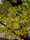 Ginkgo biloba es un árbol ornamental de hoja ancha, no aciculada. Además, es un árbol de hoja caduca. Es una Ginkgoina que pertenece a la familia Ginkgoaceae.