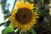 El girasol es una planta simpétala, del orden Campanuladas, de la familia de las Asteráceas. Aunque lo que vemos parece una flor,  es un conjunto de pequeñas flores.