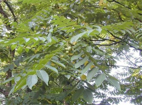 juglans.jpg