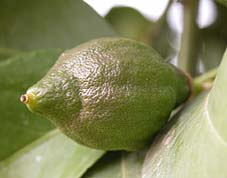 El limón surge del carpelo de la flor fecundada del limonero