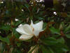 Magnolia grandiflora es una Coripétala del orden Ranales, de la familia Magnoliaceae. Imagen: De Mier y Leva.