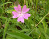 Malva sylvestris es una planta Coripétala de la familia Malvaceae. Imagen De Mier y Leva.