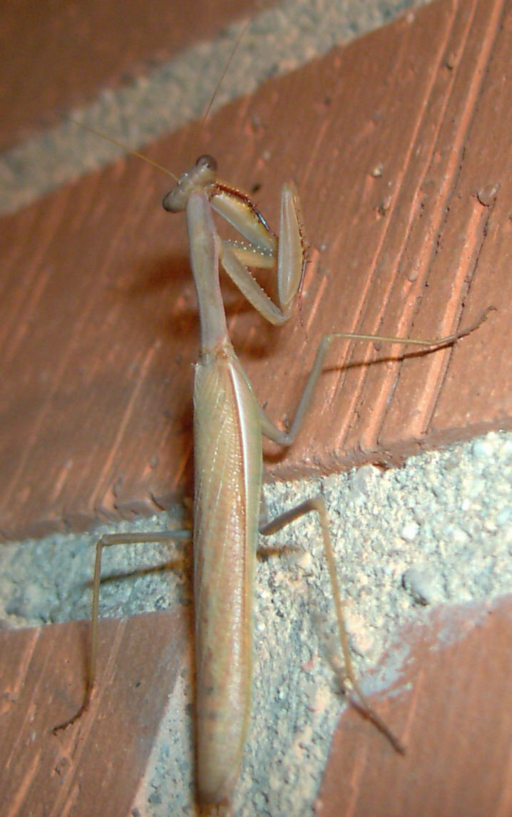 Mantis religiosa subiendo por la pared. Imagen: De Mier y Leva.