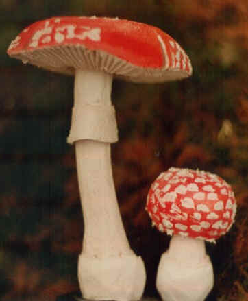 muscaria1.jpg